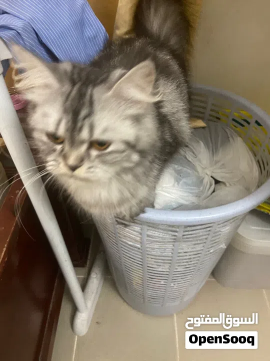 Persian cat for free adopt