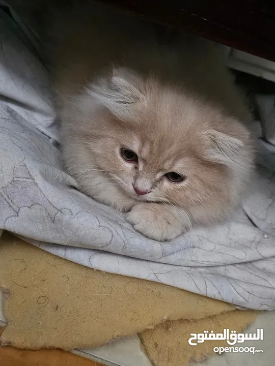قط شيرازي  شامبين كرميل ذكر شعر طويل جدا