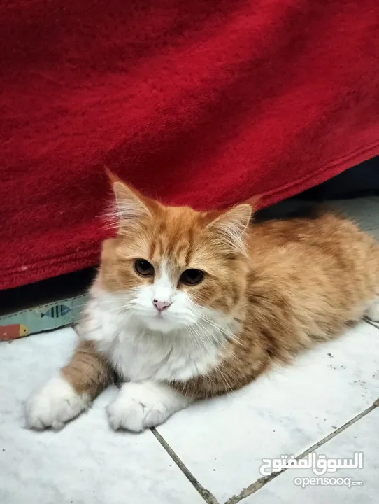 Persian cat