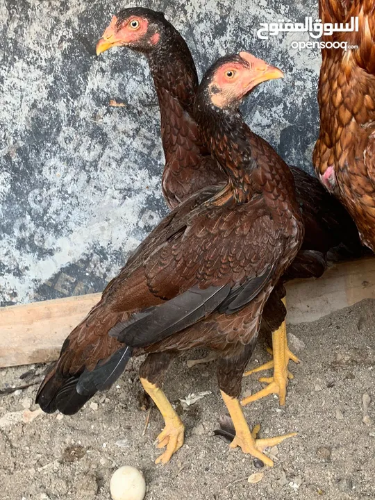 دجاج بكستاني