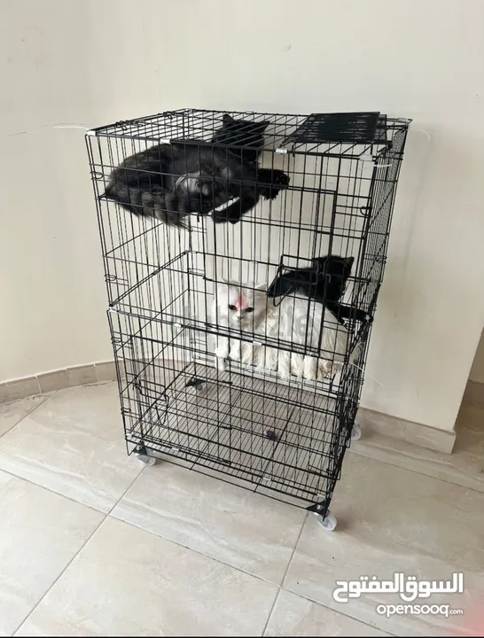 Cat cage fit one cat big