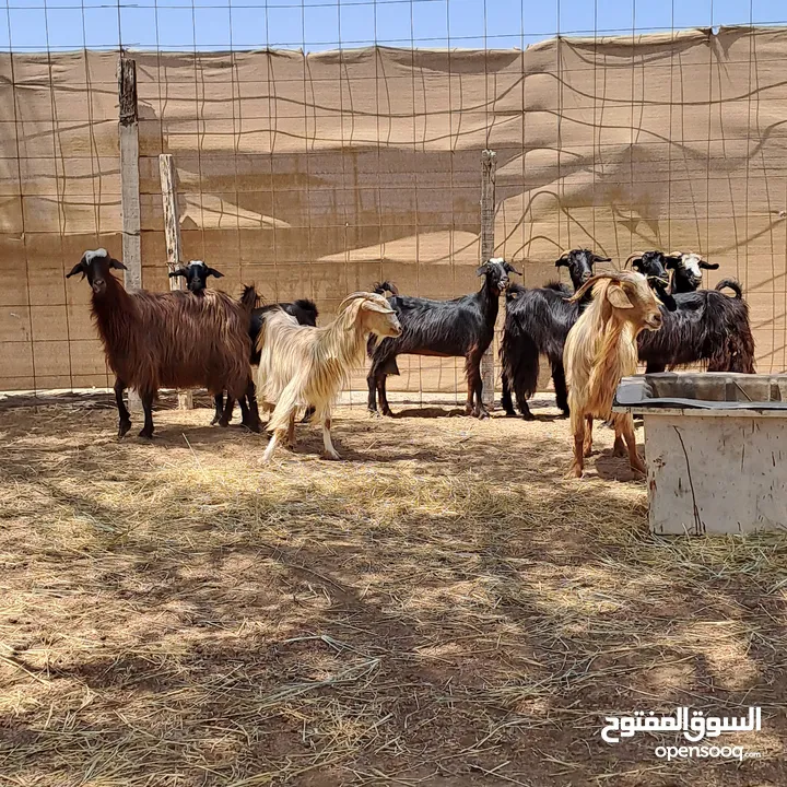 معز ثمانية روس للبيع اقرأ الوصف قبل التواصل