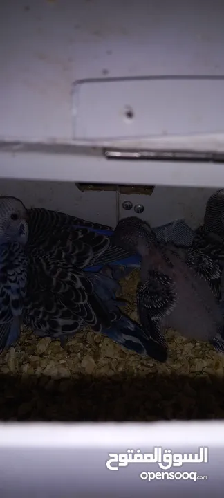 حب..بالفيديو ازواج مميزة الوان مقنبرات  .. فراخ للزق ابعمر شهر ونص