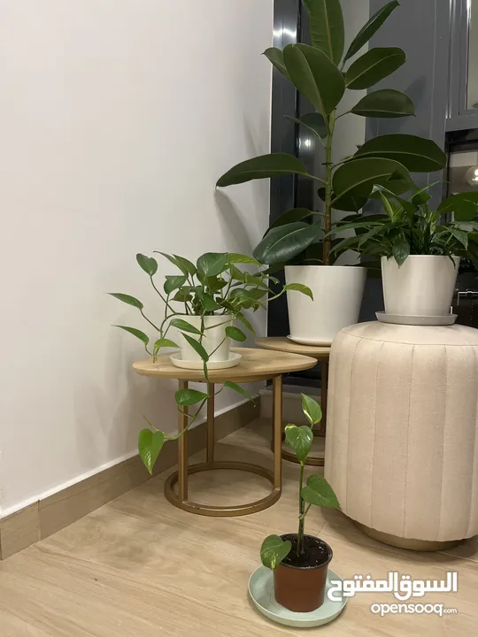 Indoor Plants