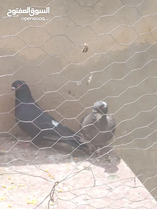 حمام للبيع