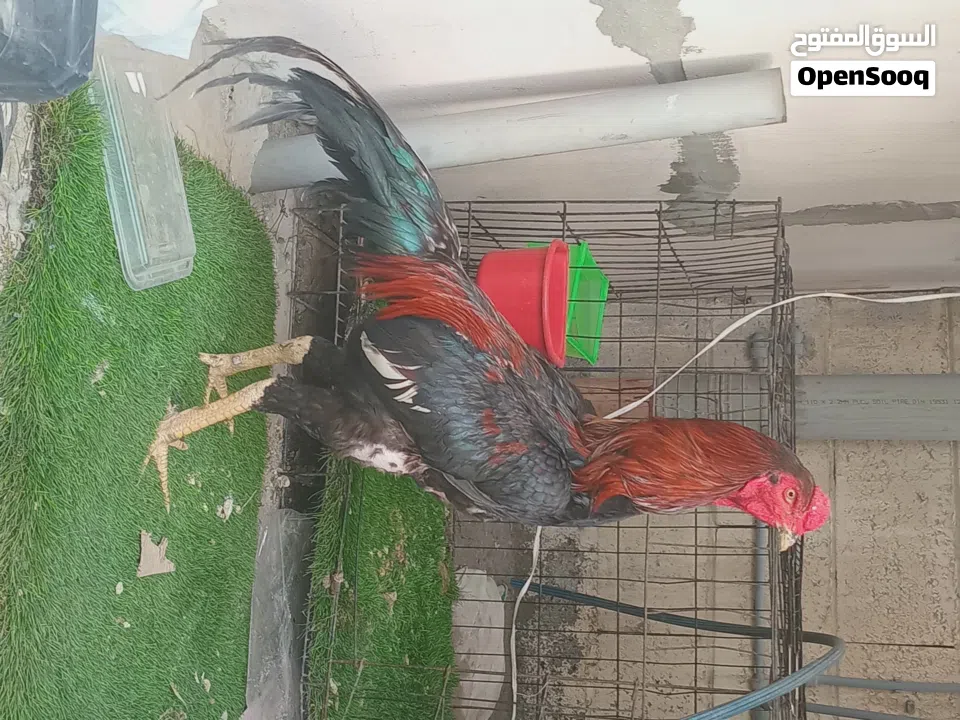 Pakistani rooster