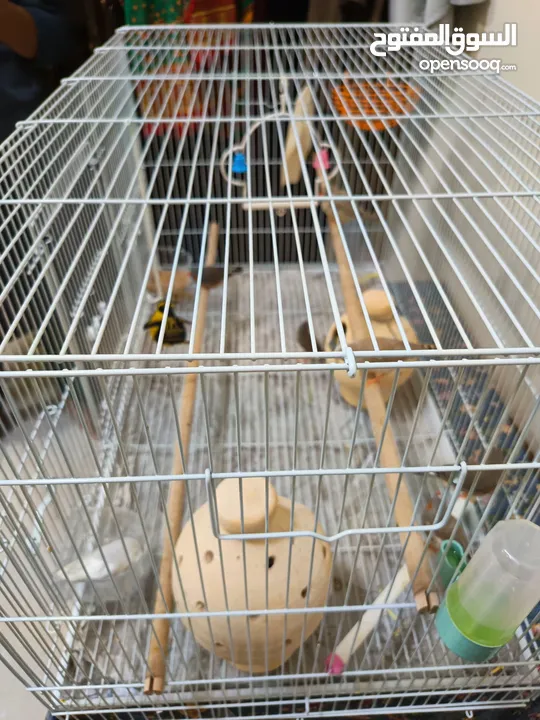 8 Beautiful and Healthy Zebra Finches with Large Spacious Cage Full Set for Sale :)