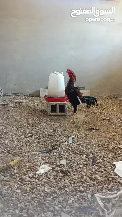دجاج باكستاني للبيع خط أول