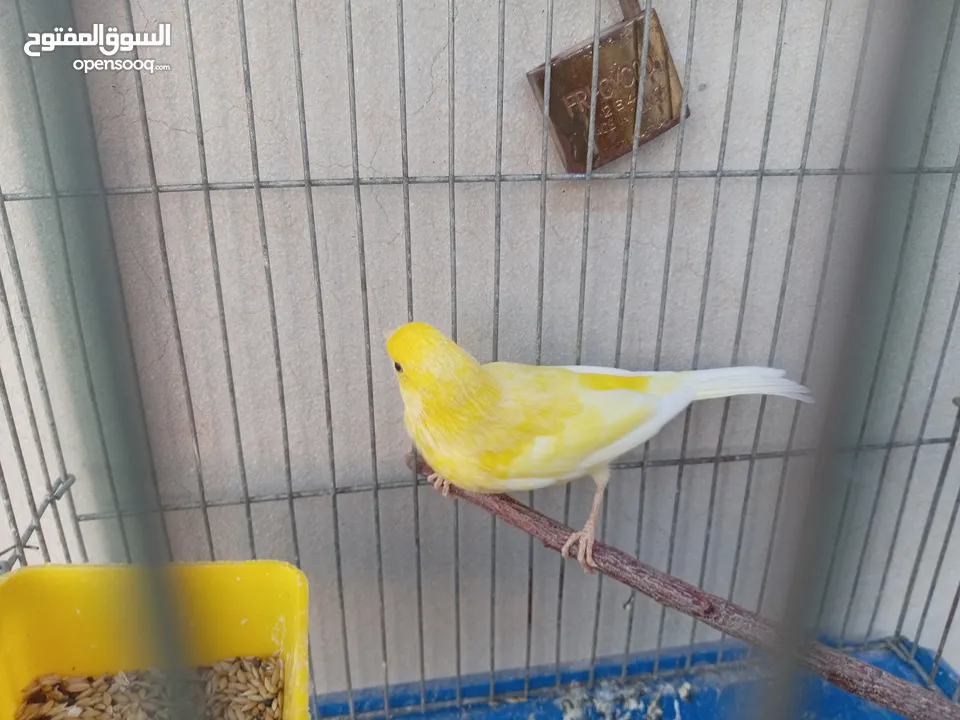 فحل كنار ليموني للبيع