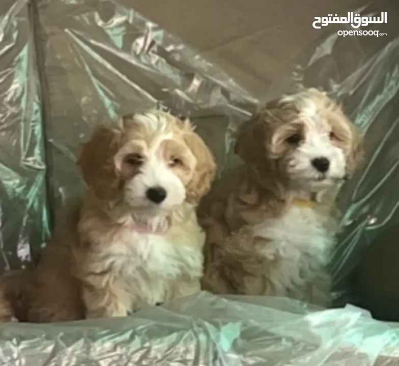 For dogs lovers Maltipoo puppies