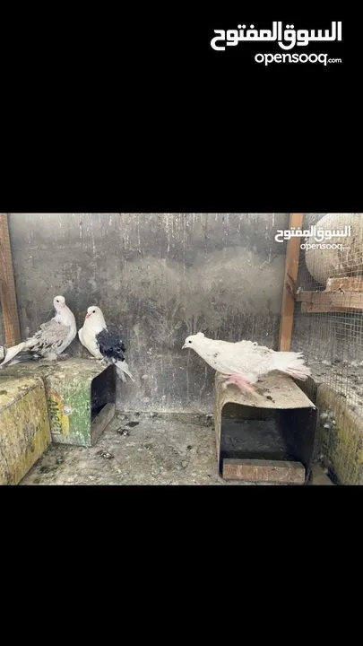 فحولة نيقرو وبالوني الماني