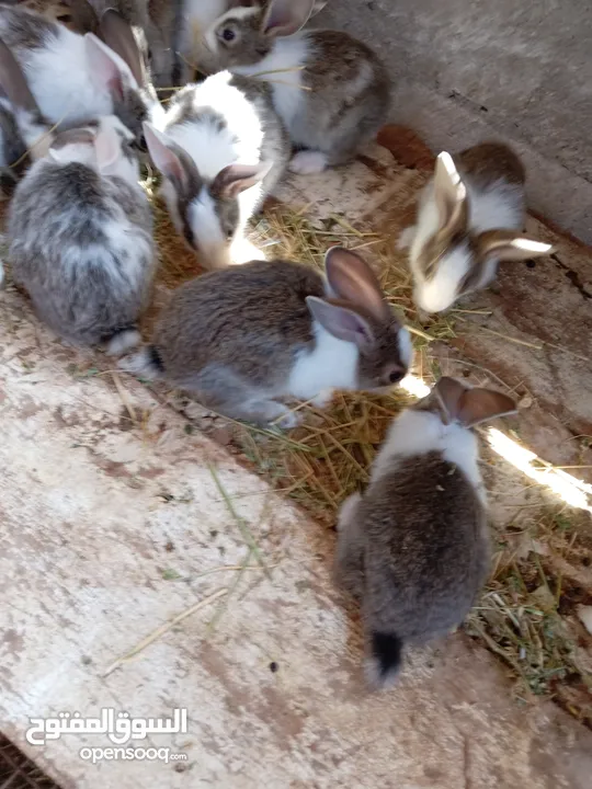 ارانب عمر شهر ونص