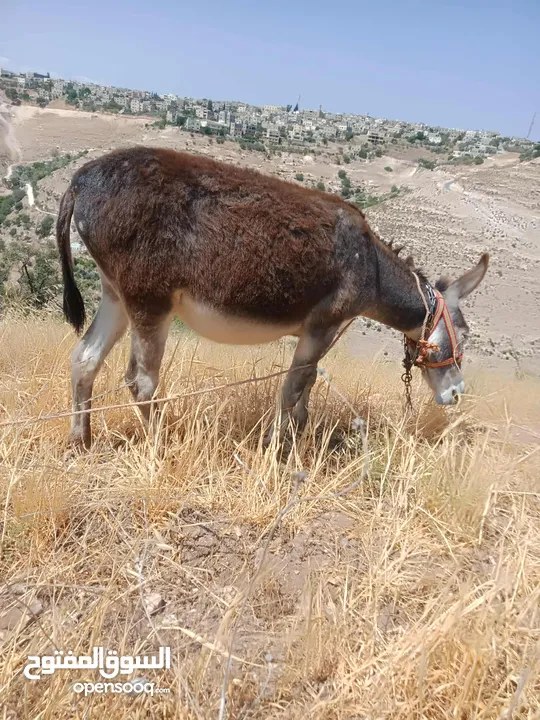 جحشه زرقا قطعه حلوه
