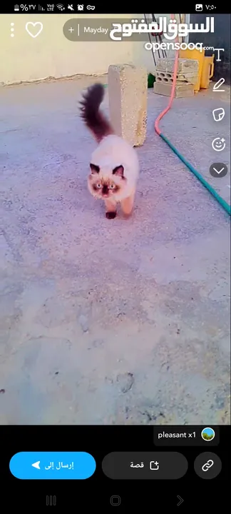 قطط للبيع هامالايا