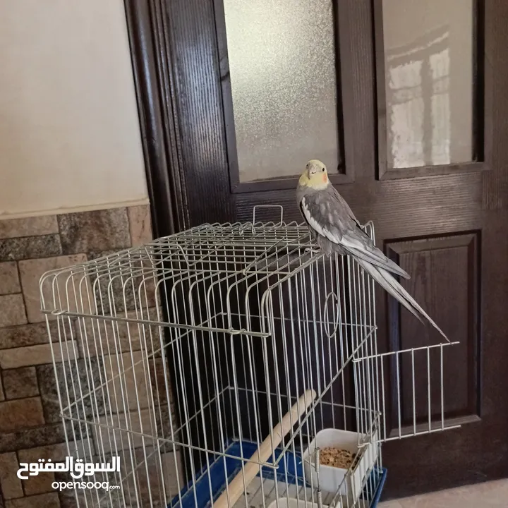 طائر كوكتيل للبيع أليف