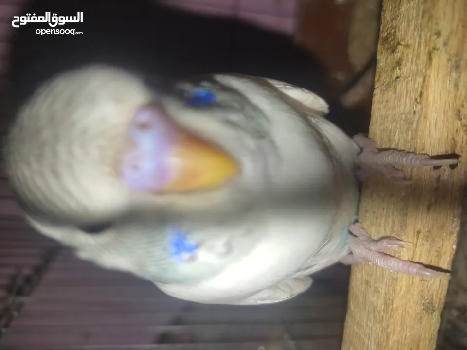 عصافير استرالي شباب فواتح للبيع