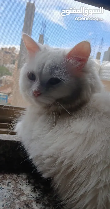صلي ع النبي