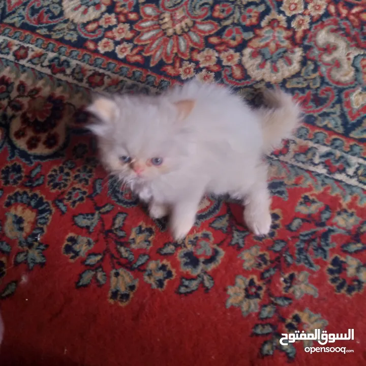 هملايا اورنج العمر شهرين