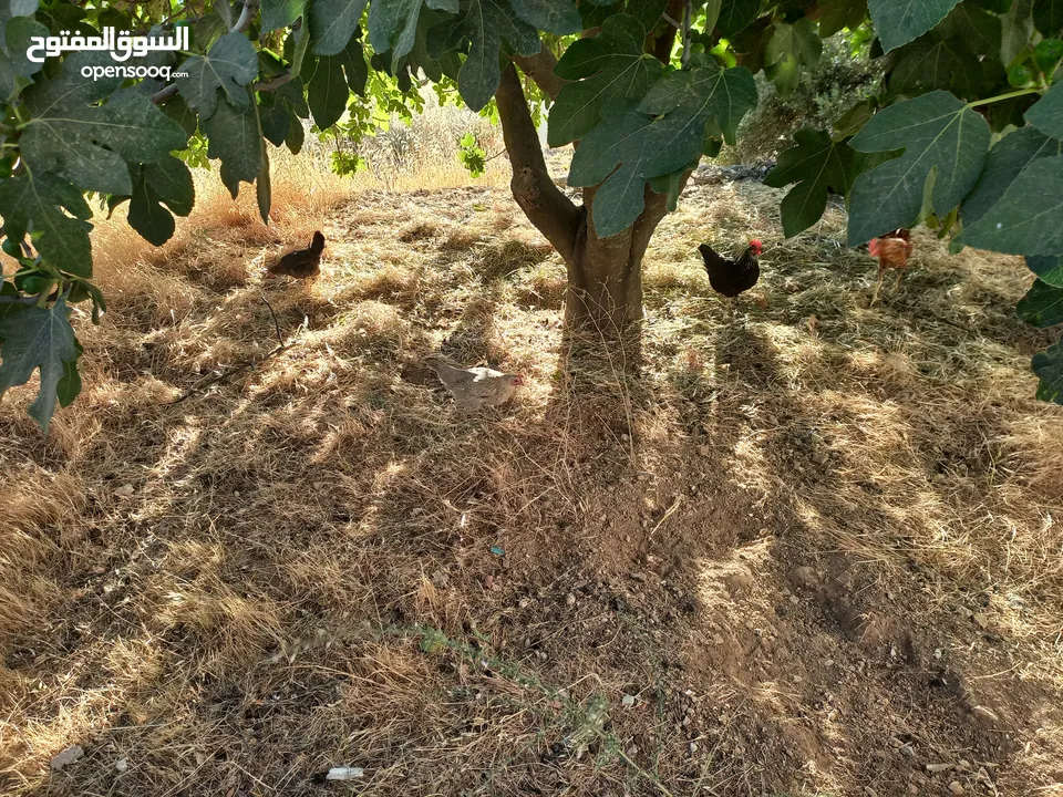 دجاج للبيع البزره القديمه