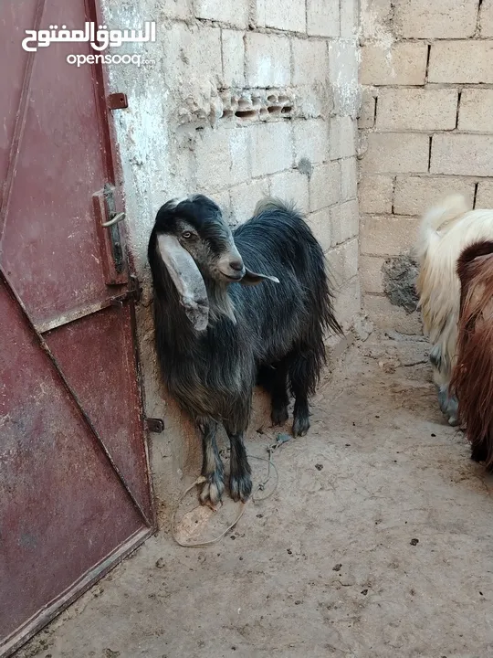خرفان اضاحي