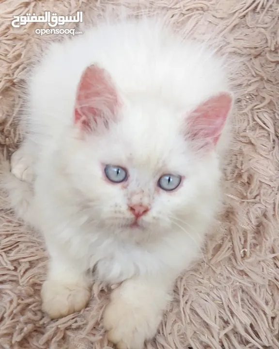 متوفر قط شيرازي فارسي شهرين ونص