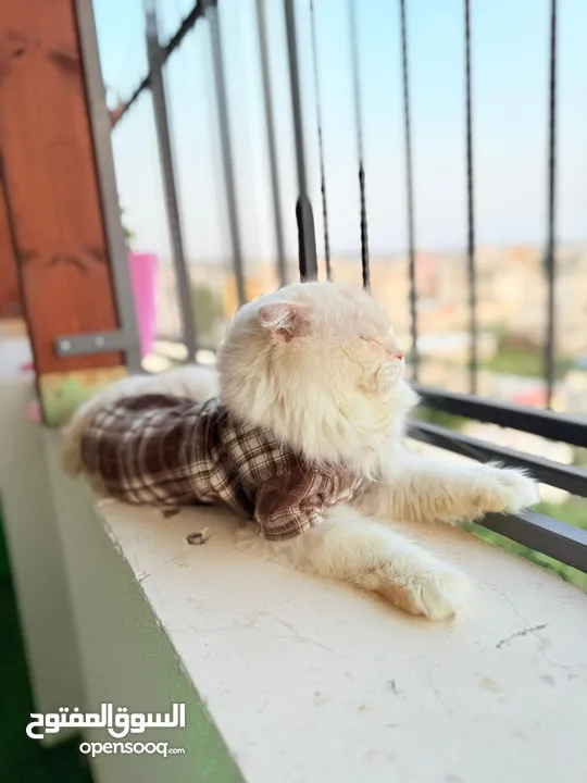 قط سكوتش فولد مميز منزلي اليف وسعره مناسب خالي من اي امراض او مشاكل صحية
