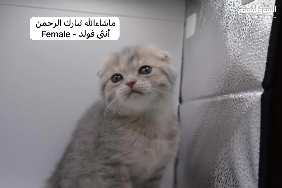 سكوتش كيتن فولد وستريت الوان مميزه ليلك ومشمشي وغيرها 15 كيتن