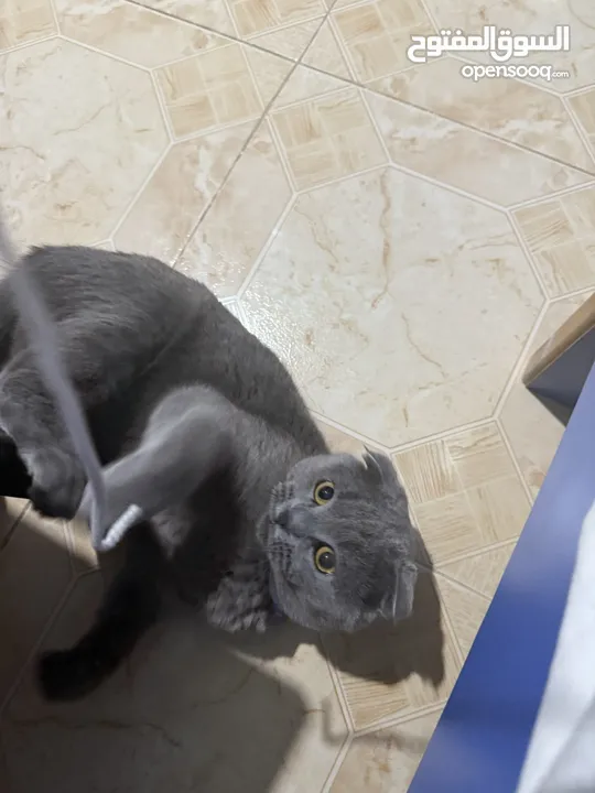 قط Scottish Fold للبيع بسعر مميز