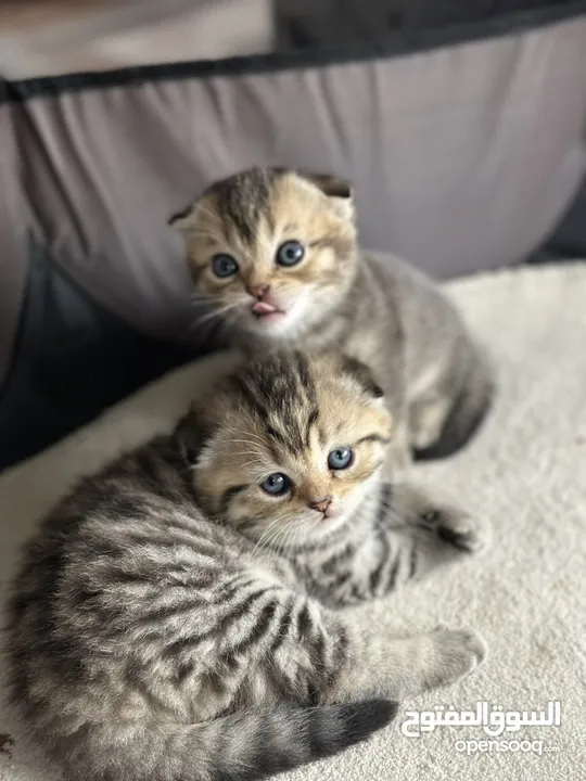 Pure Scottish double fold 4 weeks old