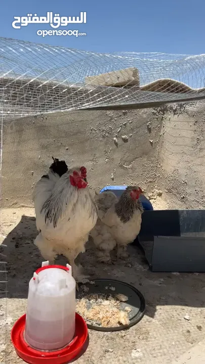 جوز براهمه جاجه وديك شغالات للبيع