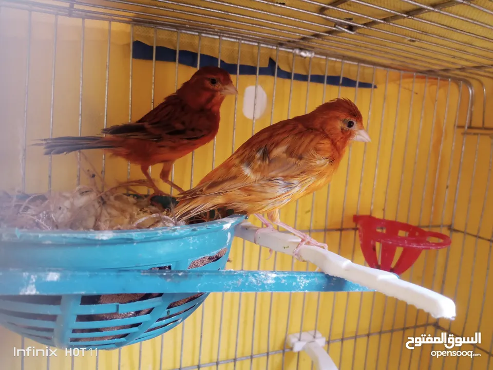 جوز كناري نحاسي كرزي مع فراخه و ثلاثة حبات مخاليف عمر شهرين ونص