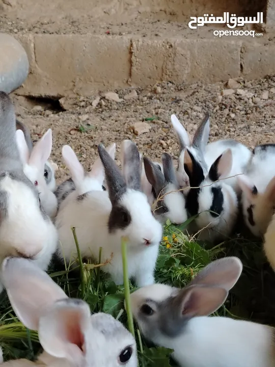 ارانب بلدي.. فرنسي..الذبح...جميع الوان والعمار وانثى وذكور...