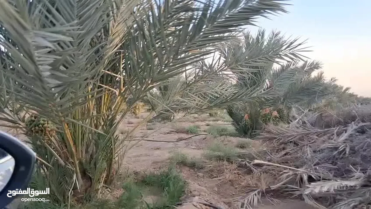 39دونم مزروعه بلح مجدول موق مميز جدا
