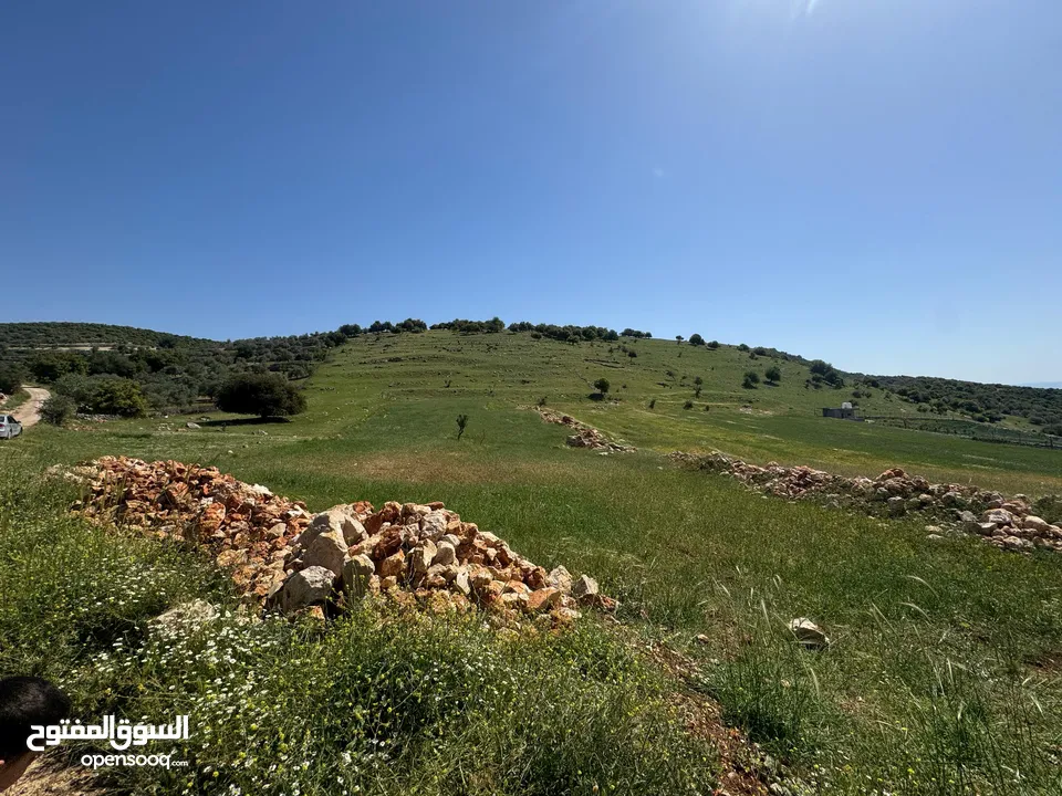 قطعة أرض زراعية جاهزة للزراعية