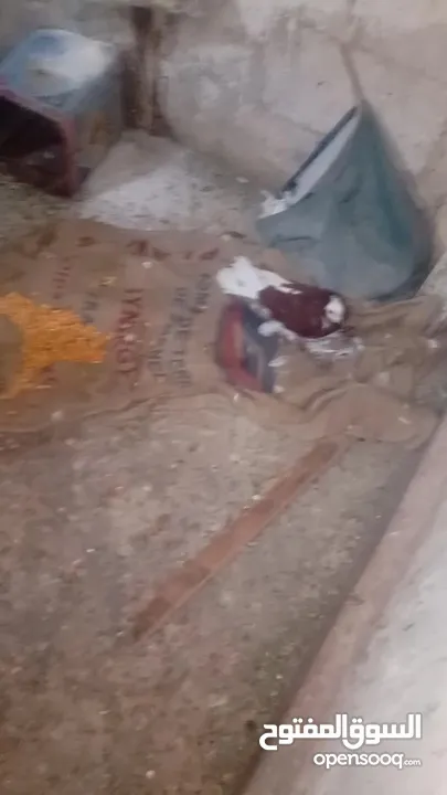 طيور طيور للبيع