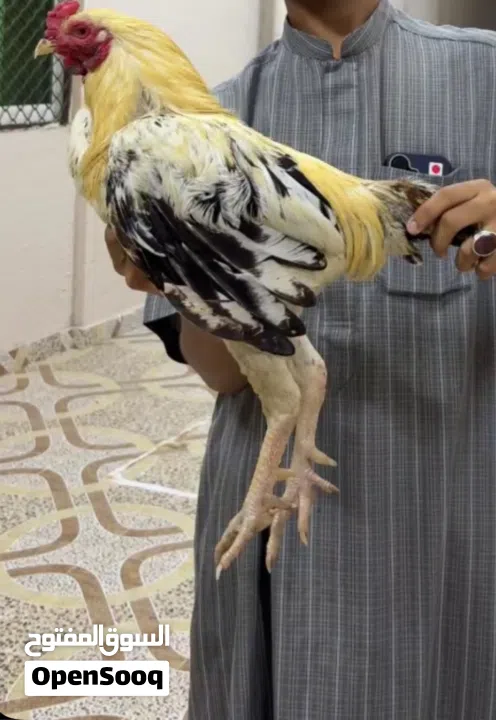 ديك سندي دم وطني