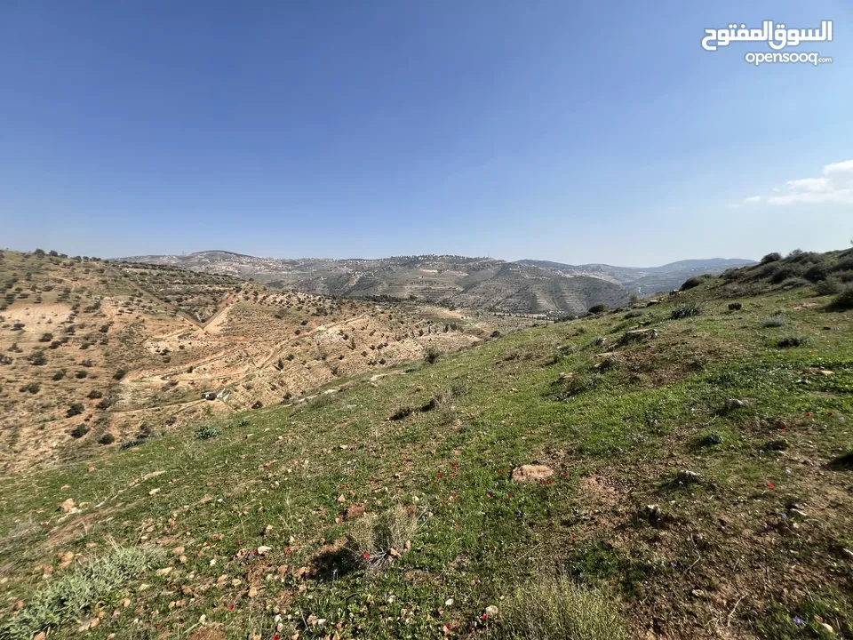 دونم ب كوشان مستقل ب اجمل مناطق جرش