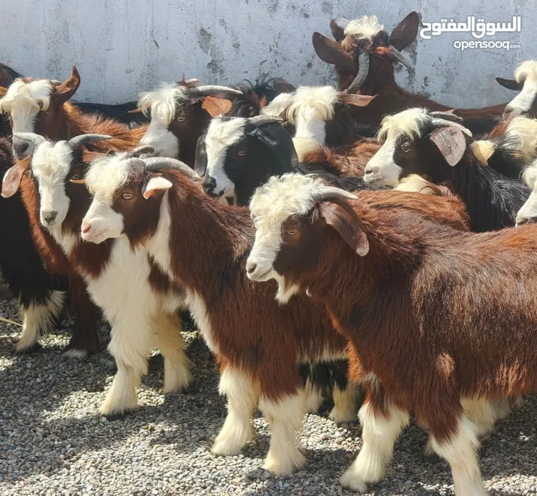 جدايه 20 عمانيات جباليات مد وشور سمان تبارك الله لذبح او للتربيه طيبات