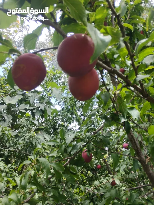 أشجار الفاكهة متوفر جميع أنواع الفواكه مشاتل 22 مايو