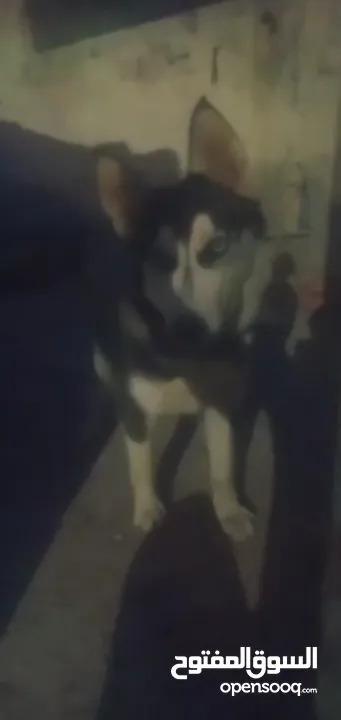 جرو هاسكي سيبيري بيع او بدل ع حمام او عصافير