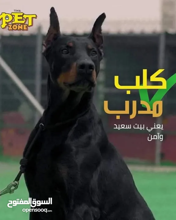 احجز لاقامه كلبك وراحته