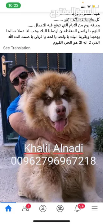 Pomeranian   Samoyed    Giant Malamute