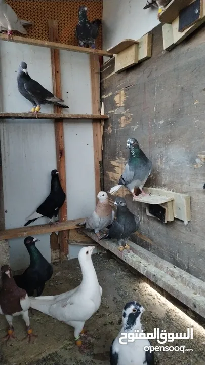 طيور حمام كشها بيدك سبب البيع بدي اسافر عل سوريا الحبه بليرتين ونص يلي