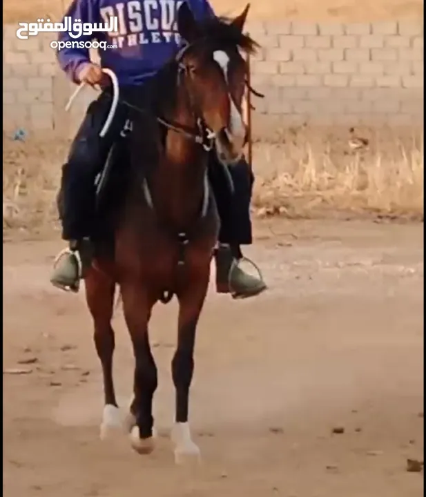 مهرة للبيع