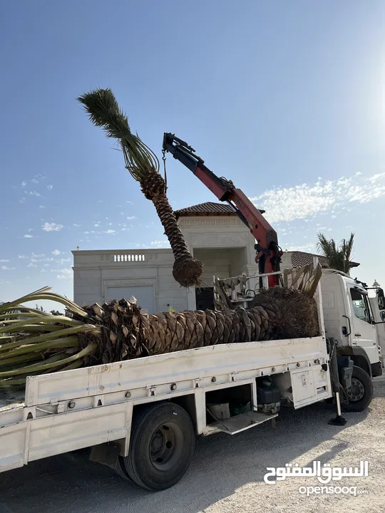 نخيل بجميع أنواعه شركة نخيل وادي الأردن الزراعية