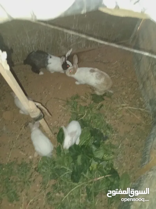 أرانب بلدي