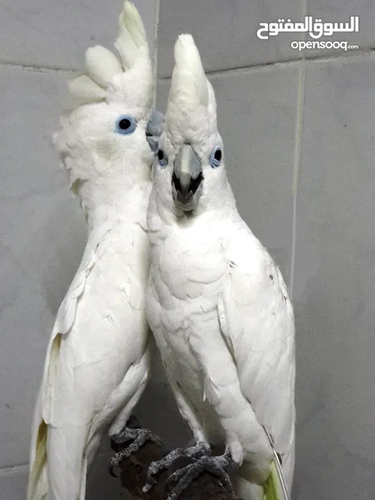 cockatoo gala  parrot      male and female  for sale