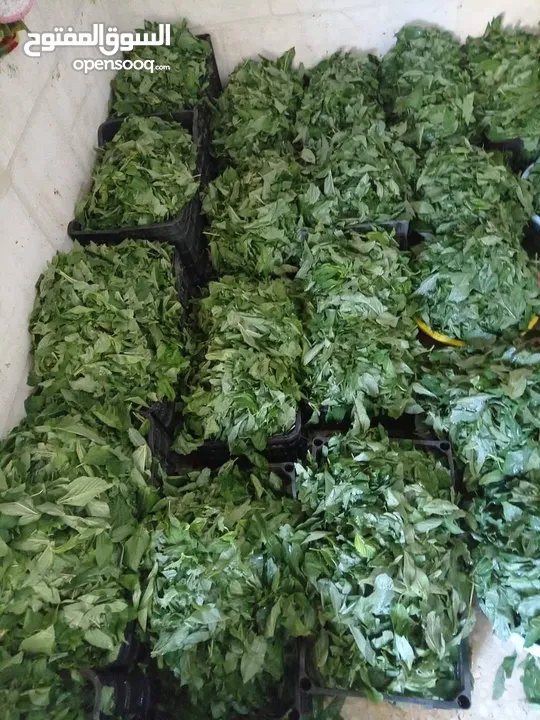 ملوخية خضرا متوفره ورق و مفرومه على اليد