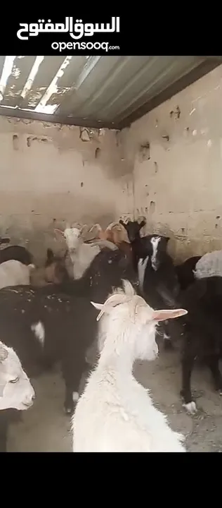 ثنايا وشعاري البينو وسانين