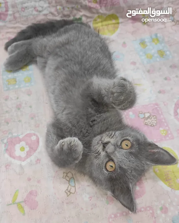 kittens Scottish fold and Scottish straight  قطط سكوتش فولد وسكوتش ستريت